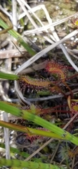 Drosera linearis