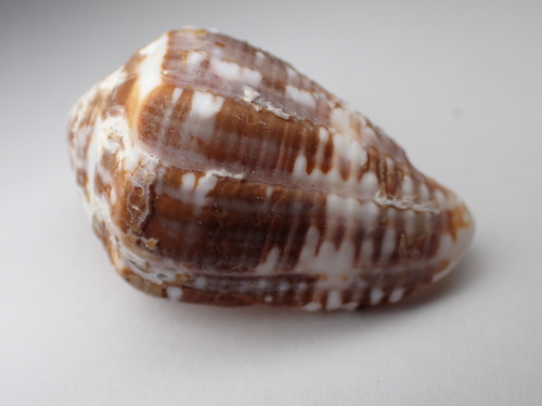 Conus catus observed 2023-02-27