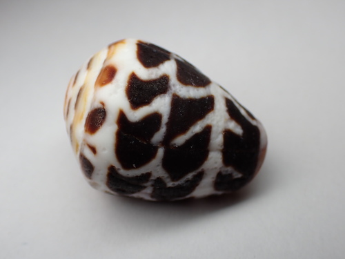 Conus ebraeus observed 2023-02-27