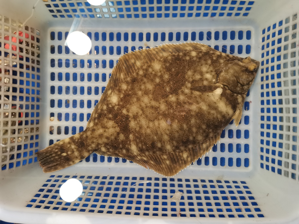 Marbled Flounder