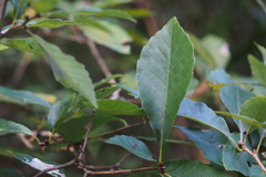 Quercus serrata