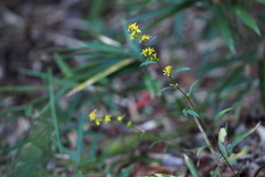 Solidago virgaurea asiatica