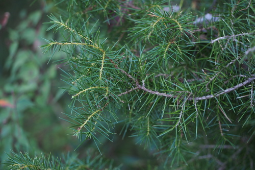 temple juniper