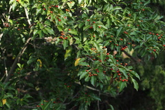Ilex pedunculosa