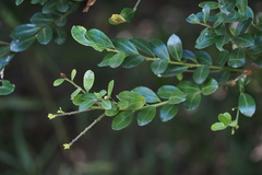 Ilex crenata crenata