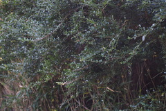 Ilex crenata crenata