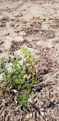 Reseda lutea