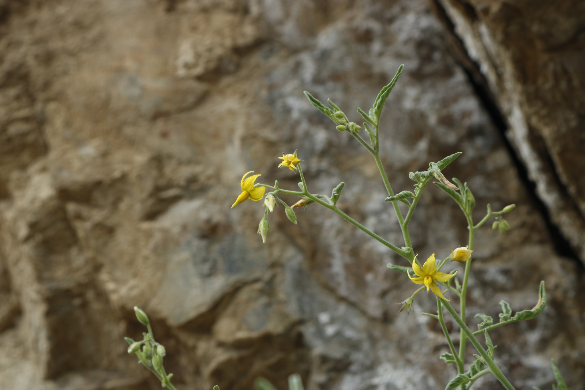 Solanum chmielewskii