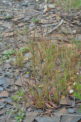 Sporobolus vaginiflorus