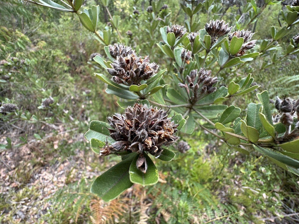 heart-leaved poison