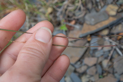 Sporobolus vaginiflorus