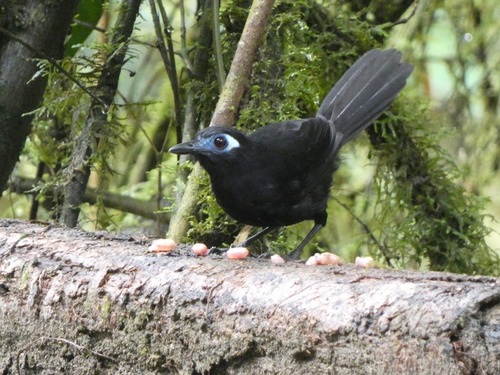 Zeledon's Antbird (Hafferia zeledoni), photo 7