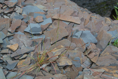 Sporobolus vaginiflorus