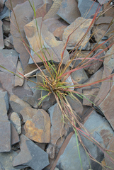 Sporobolus vaginiflorus