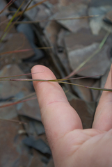 Sporobolus vaginiflorus