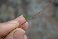 Sporobolus vaginiflorus