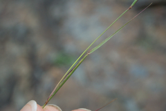 Sporobolus vaginiflorus