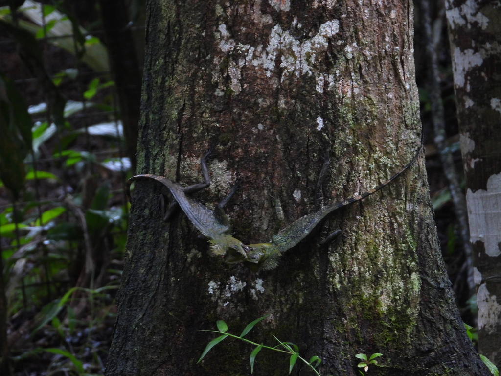 Chameleon Forest Dragon