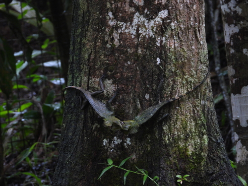 Chameleon Forest Dragon