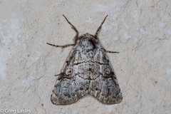 Charadra dispulsa