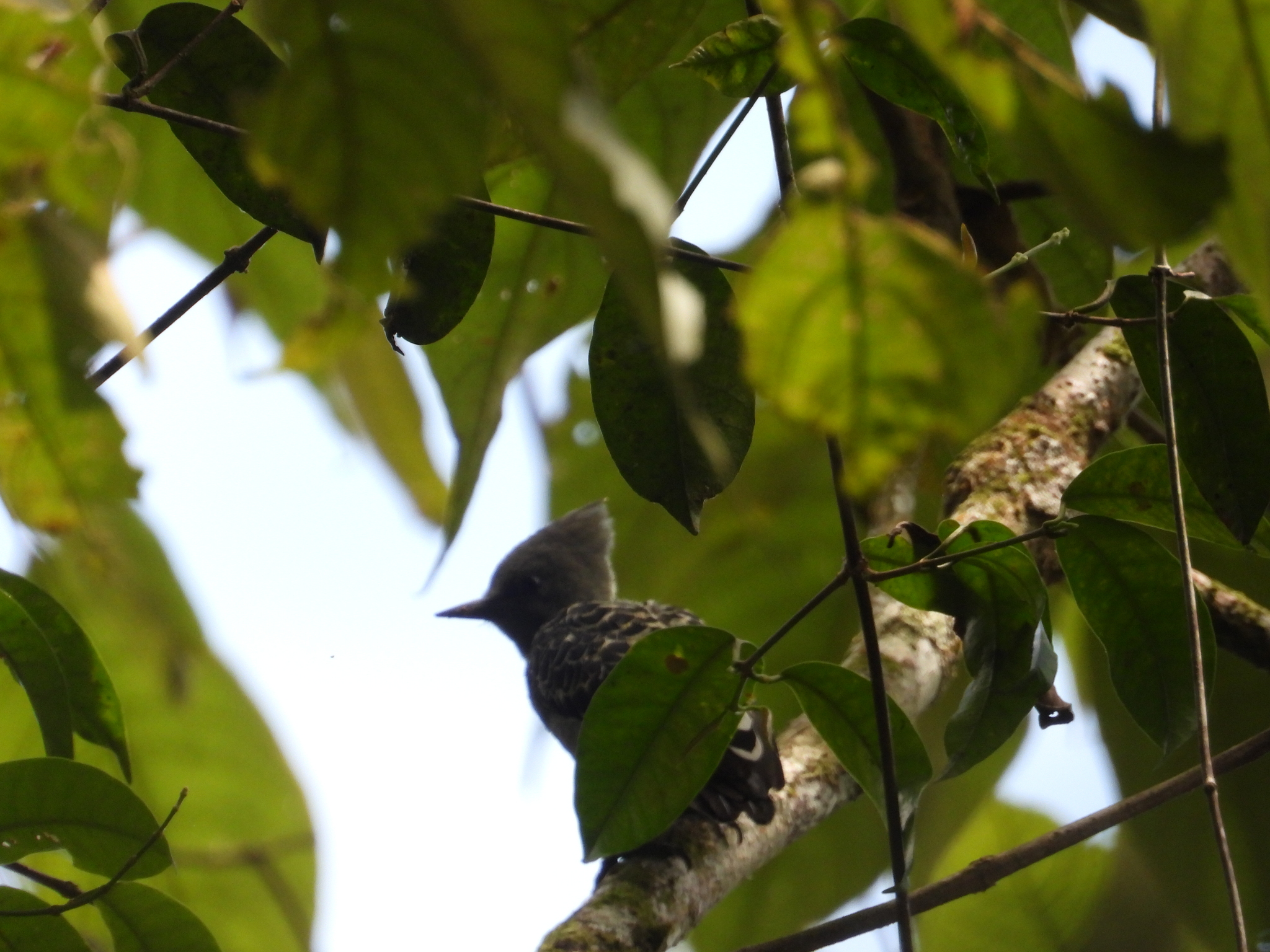 Grey-and-buff Woodpecker illustration