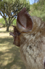 Rhinolophus eloquens