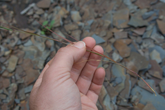 Sporobolus vaginiflorus