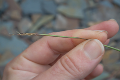 Sporobolus vaginiflorus