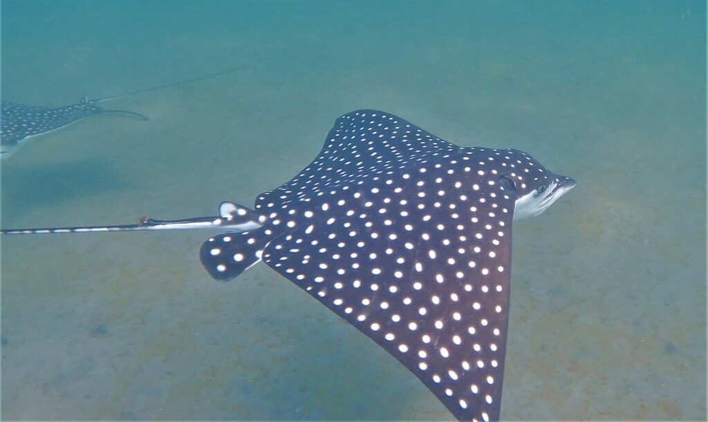 Pacific Eagle Ray