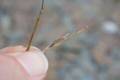 Sporobolus vaginiflorus