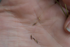 Sporobolus vaginiflorus