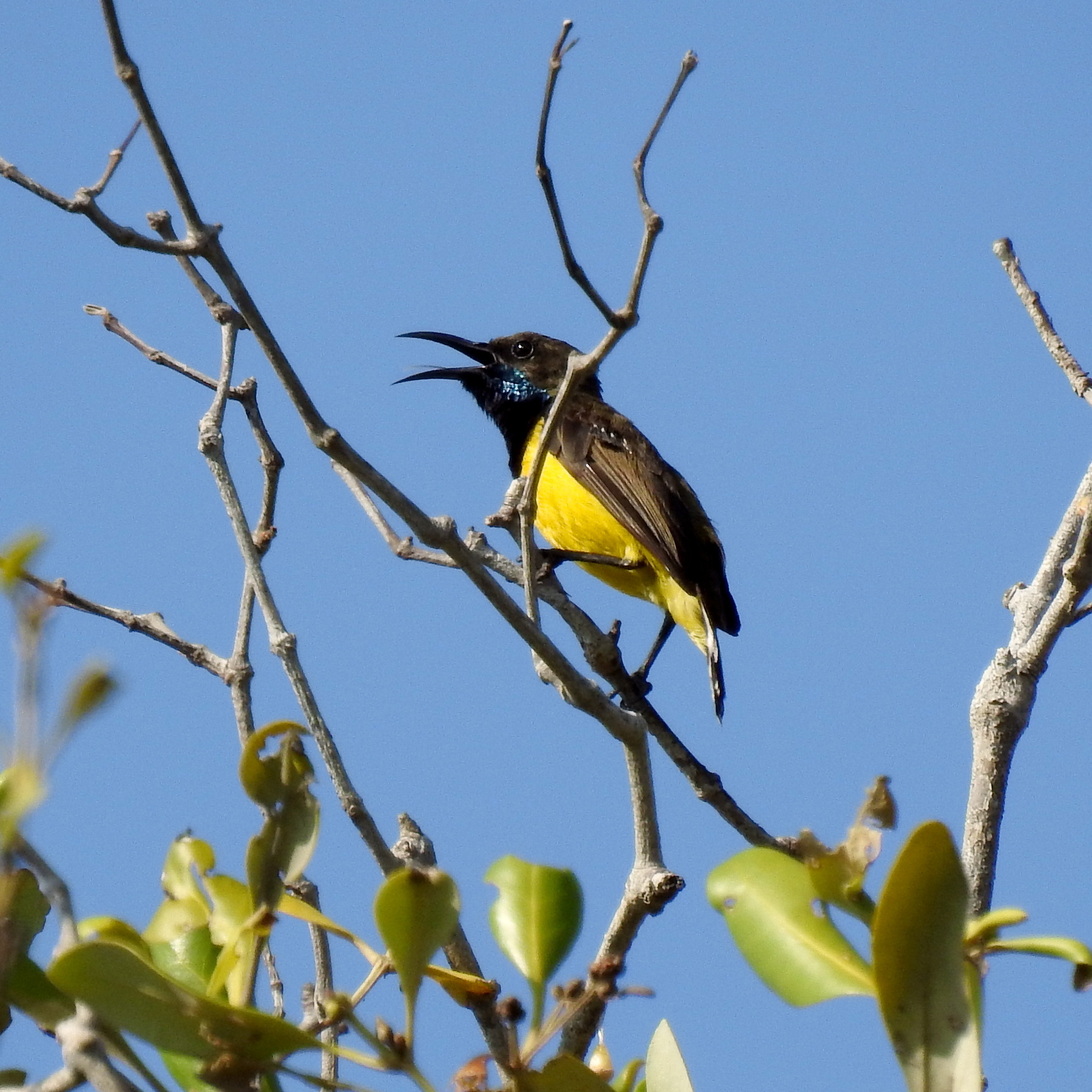 Tukangbesi Sunbird illustration