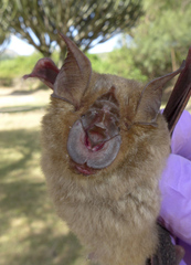 Rhinolophus eloquens