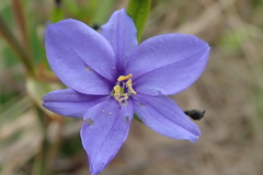 Aristea torulosa