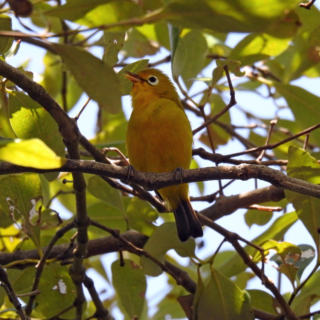 Wakatobi White-Eye