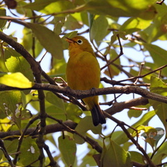 Wakatobi White-Eye photo 1