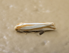 Pelochrista crambitana