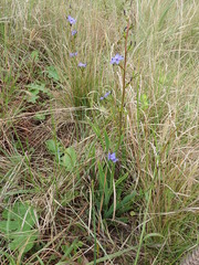 Aristea torulosa