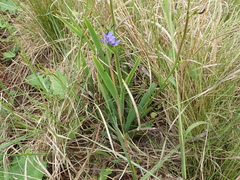 Aristea torulosa