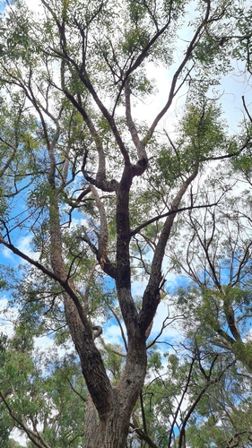Angophora bakeri (Angophora bakeri)