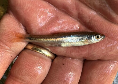 Cherryfin shiner (Lythrurus roseipinnis) — Cyprinidae — 5