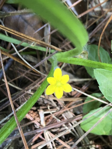 Hypoxis angustifolia image