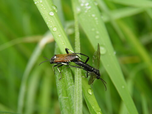 12-spot Strider, photo 5 of 10