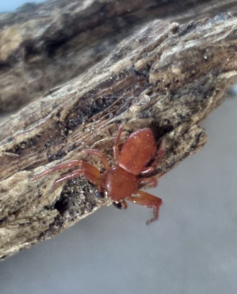 Phaenopoma