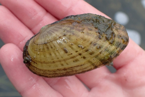 Rainbow Mussel