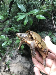 Sternotherus peltifer
