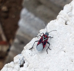 Anochrostomus formosus