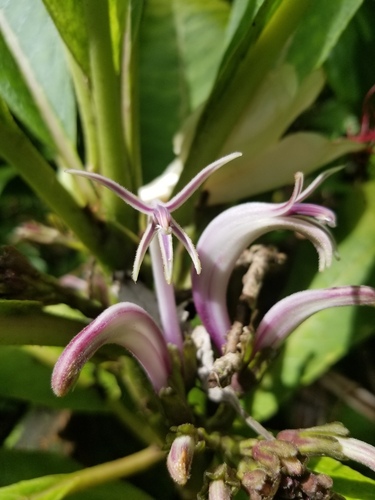 Cyanea crispa