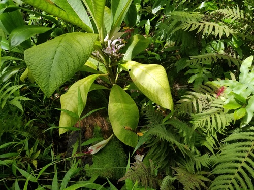 Cyanea crispa