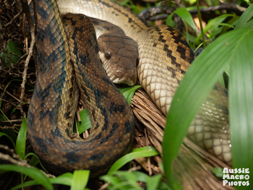 Australian Scrub Python sighting